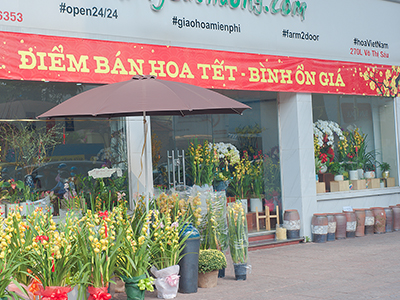 Điểm bán hoa tết bình ổn giá tại Tp. Hồ Chí Minh