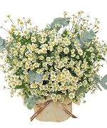 Bình hoa tươi 5276