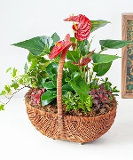 Bộ sưu tập 7945