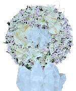 Hoa Cát Tường 5051