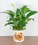 Cây để bàn 11065