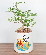 Cây để bàn 11154