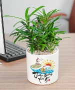 Cây để bàn 11157