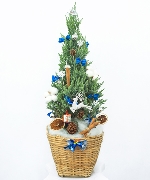 Cây để bàn 12376