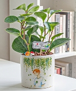 Cây để bàn 12900
