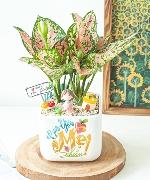 Cây để bàn 12906
