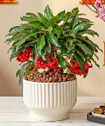 Cây để bàn 13415