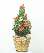 Cây để bàn 13959