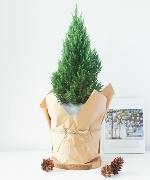 Cây để bàn 14012