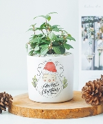 Cây để bàn 14019