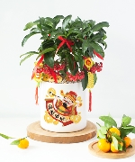 Cây để bàn 14208