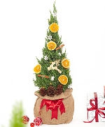 Cây để bàn 14822