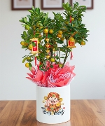 Cây để bàn 7462