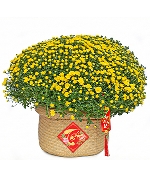 Cây để bàn 7836