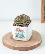 Cây để bàn 8212