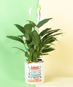 Cây để bàn 8568