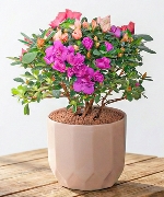 Cây để bàn 8933