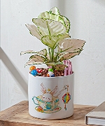 Cây để bàn 9633