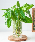 Cây thủy sinh 10253