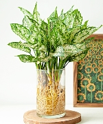 Cây thủy sinh 7851