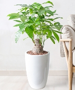 Cây văn phòng 10192