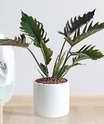 Cây văn phòng 11075