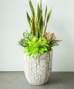 Cây văn phòng 11085