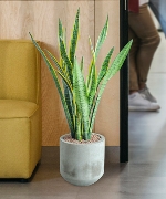 Cây văn phòng 11828