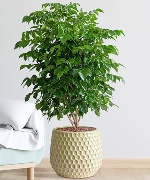 Cây văn phòng 12200