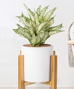 Cây văn phòng 12702