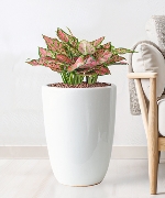 Cây văn phòng 13433