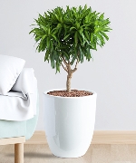 Cây văn phòng 14311