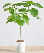 Cây văn phòng 15266