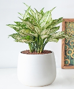 Cây văn phòng 15268