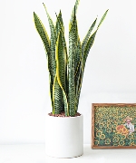 Cây văn phòng 8128