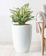 Cây văn phòng 8981