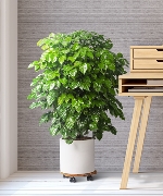 Cây văn phòng 8984