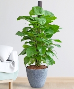 Cây văn phòng 9550