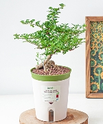 Chậu cây thông minh 9157