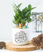 Chậu cây giáng sinh 14016