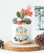 Chậu cây giáng sinh 14017