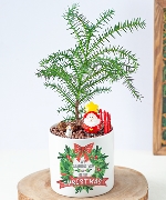 Chậu cây giáng sinh 7740