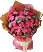 Cẩm chướng 11586