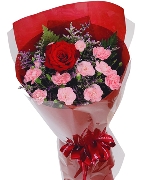Cẩm chướng 13234