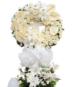 Cẩm chướng 4353