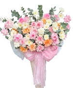 Cẩm chướng 6429