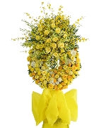 Cẩm chướng 8620