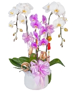 Hoa chúc mừng 11130