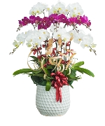 Hoa chúc mừng 14053