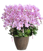 Hoa chúc mừng 2458
